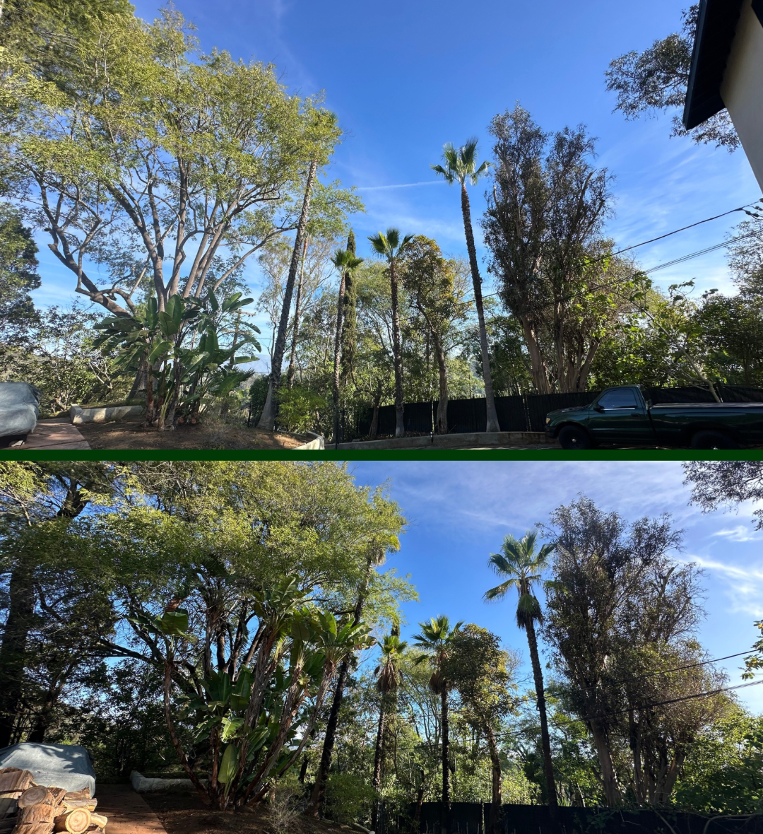 Alex Tree Service Image